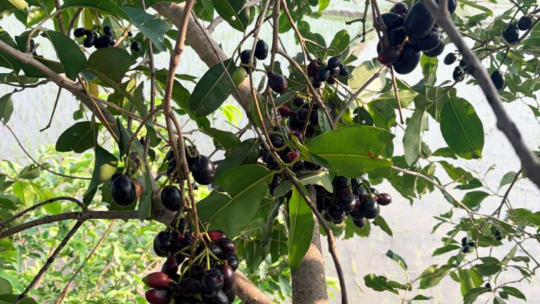 Journey Growing Java Plum Tree