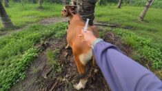 Vaccinations Cornerstone of Veterinary