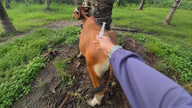 Vaccinations Cornerstone of Veterinary