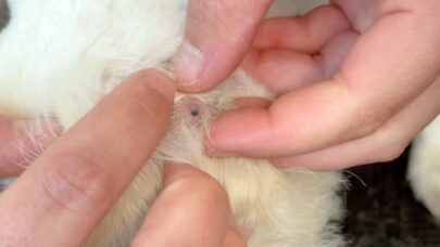 Animal For Parasite Prevention