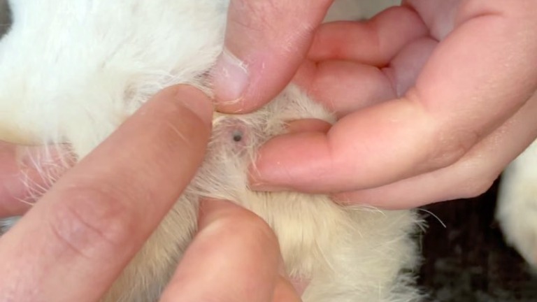 Why Animal Hospitals are Essential for Parasite Prevention