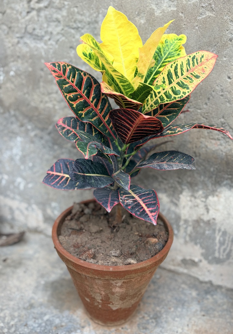 Croton Plant Codiaeum variegatum