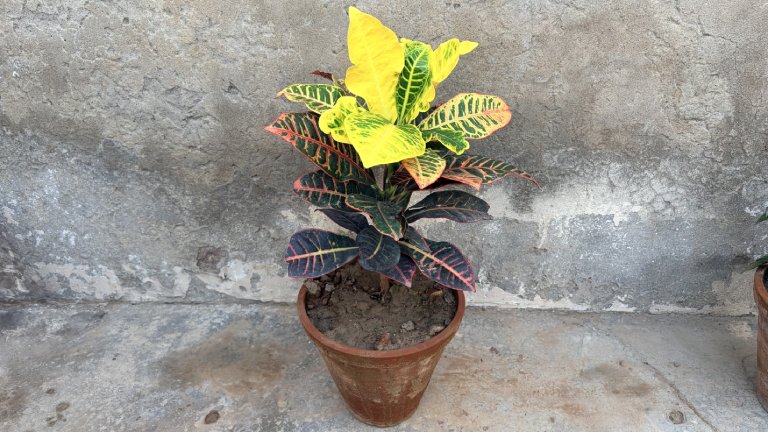 Croton Plant Codiaeum variegatum