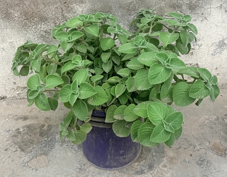 Indian Borage maxican mint Cuban Oregano Plectranthus amboinicus
