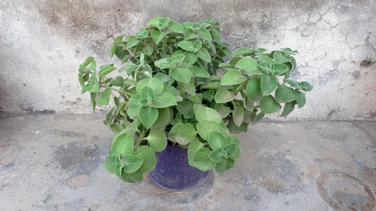 Indian Borage maxican mint Cuban Oregano Plectranthus amboinicus