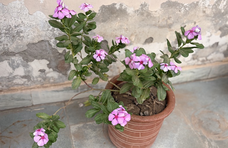 Madagascar Periwinkle Vinca Catharanthus roseus