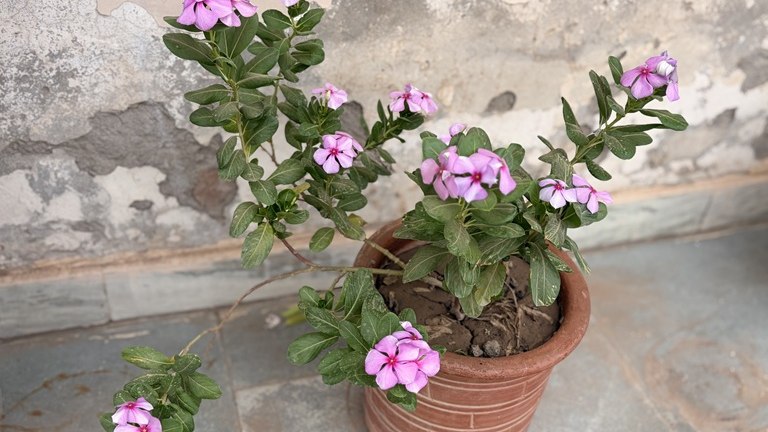 Madagascar Periwinkle Vinca Catharanthus roseus