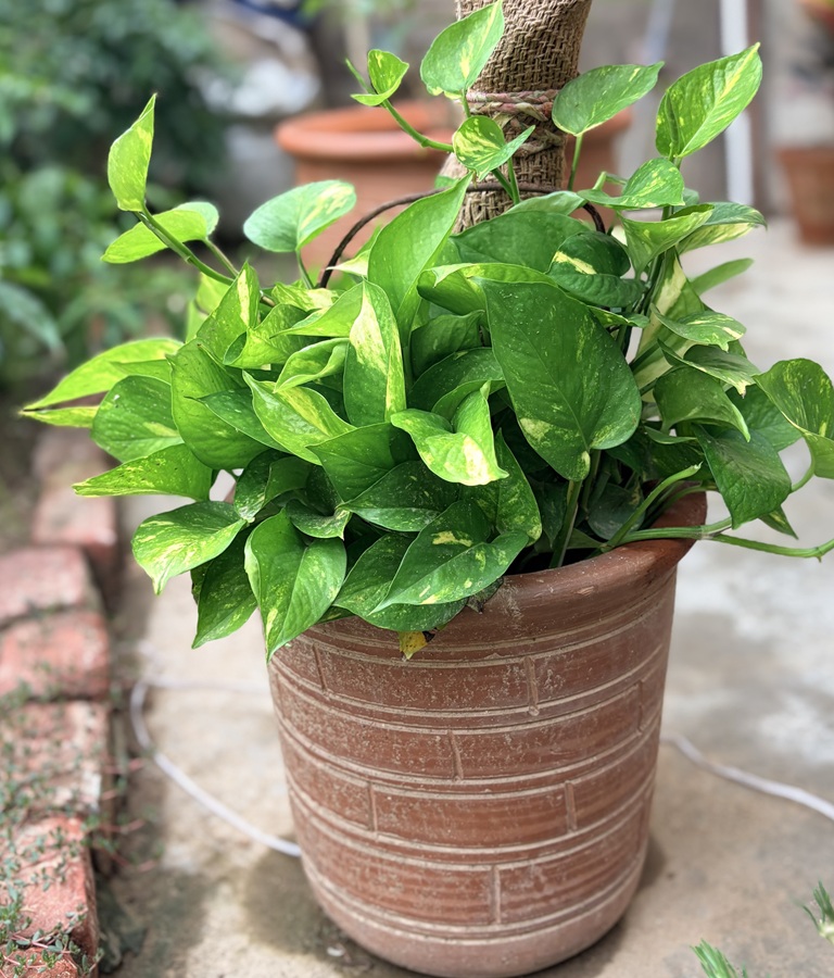 Money Plant Golden Pothos Devil Ivy Epipremnum aureum
