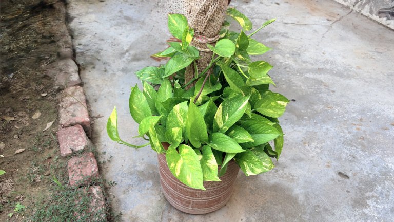 Money Plant Golden Pothos Devil Ivy Epipremnum aureum