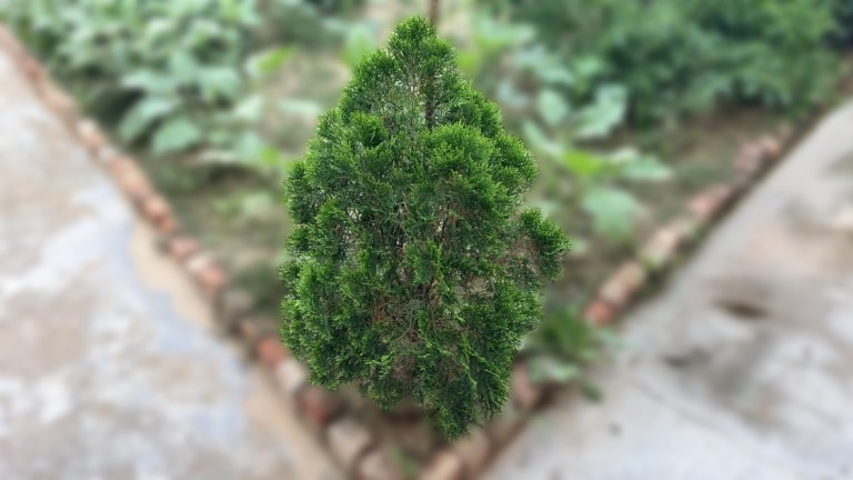 Morpankhi Platycladus Oriental Arborvitae