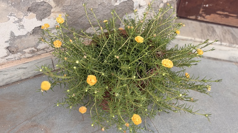 Moss Rose 9 or 10 O Clock flower Portulaca grandiflora