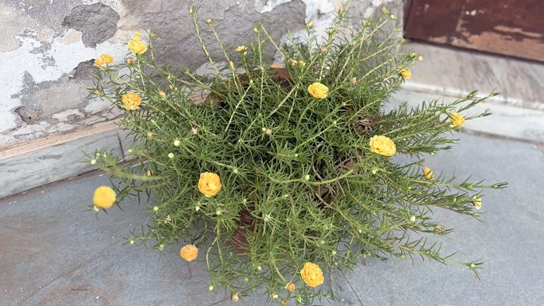 Moss Rose flower Portulaca grandiflora