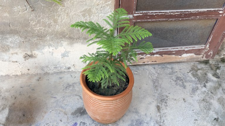 Norfolk Island Pine Araucaria heterophylla