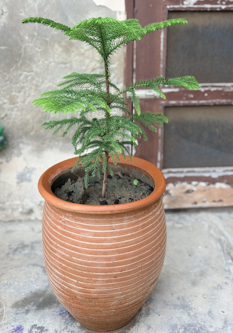 Norfolk Island Pine Araucaria heterophylla