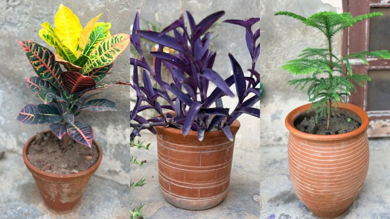Plants Grow in Pots at Home Garden Easily