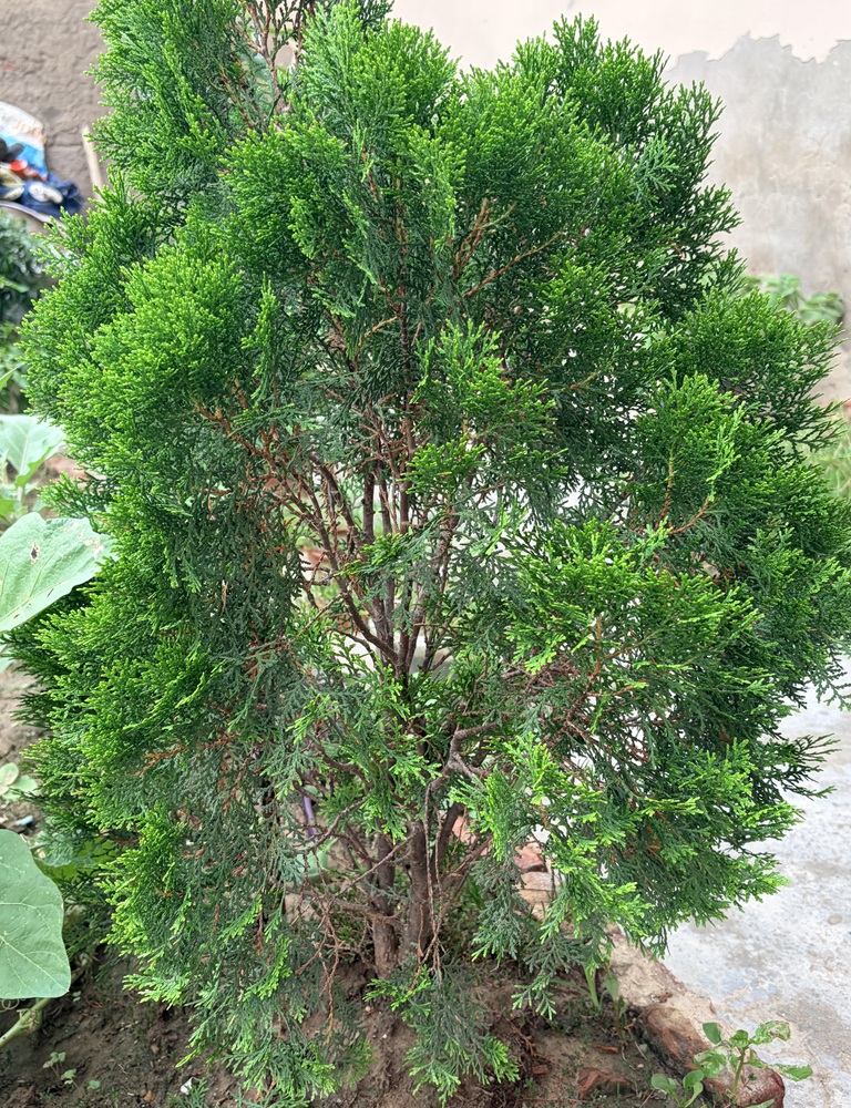 Platycladus Oriental Arborvitae Morpankhi