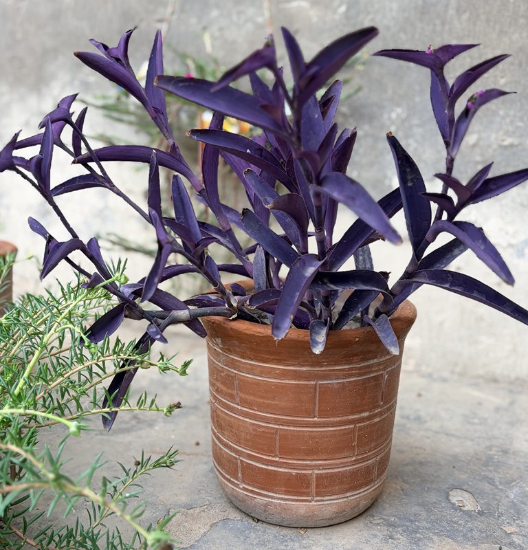 Purple Heart Queen Plant Tradescantia pallida