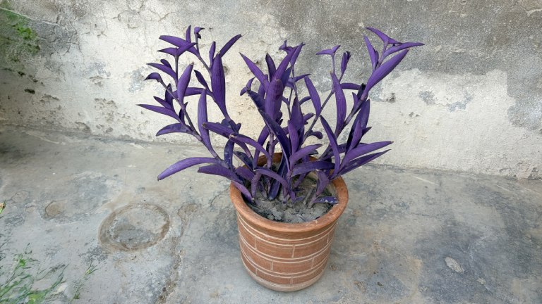 Purple Heart Queen Plant Tradescantia pallida