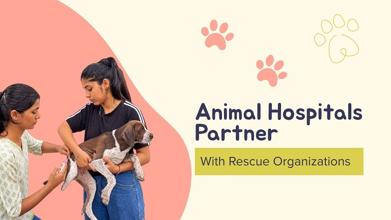 Animal Hospitals Partner With Rescue Organizations